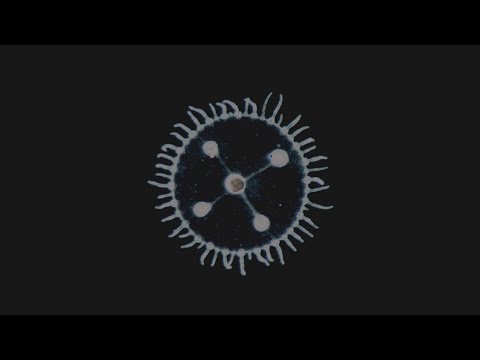 Um Mar Pra Cada Um • Luedji Luna (Full Album)