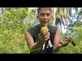 Ambyar Bisa Bisa Abis Nih Semua Burung Klo Pikat Burung Pake Suara Ini