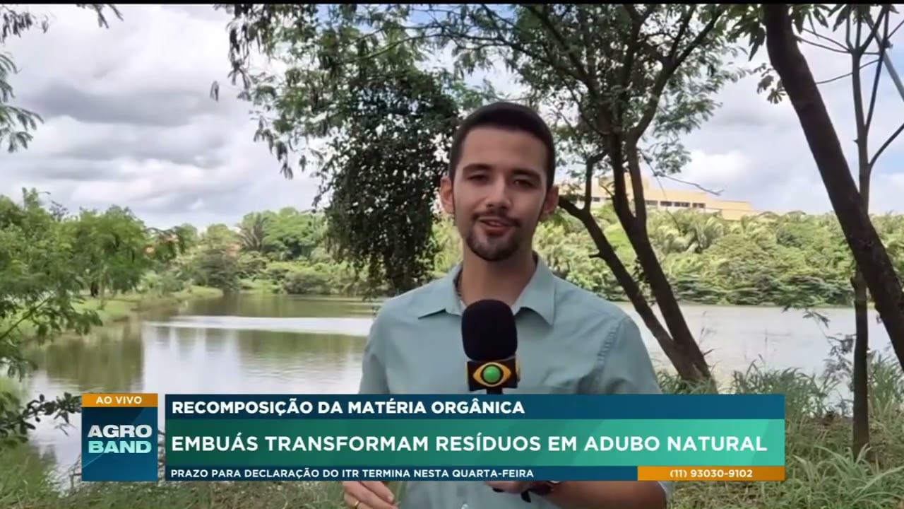 Embuás ajudam na formação de matéria orgânica e podem virar adubo natural
