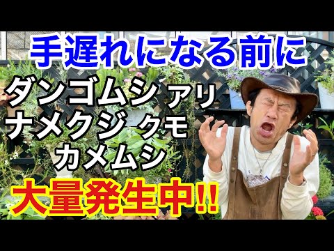 堆肥に虫が発生しないようにするにはどうすればよいですか?害虫と親友は誰ですか?  庭園