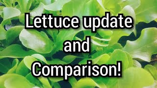 Indoor lettuce seedling update and comparison
