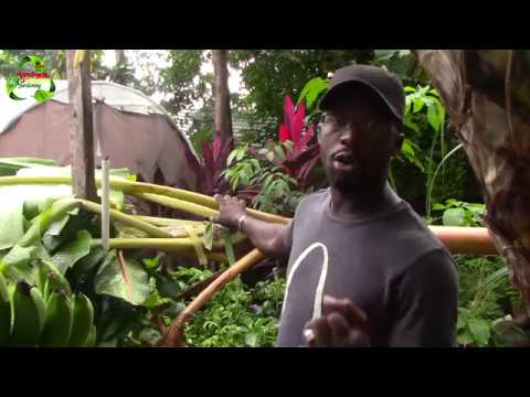 How to prune Banana trees || Agrosuede ✔