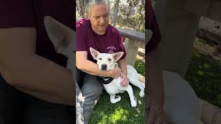 Video preview image #1 Huskies -Unknown Mix Puppy For Sale in Pasadena, CA, USA