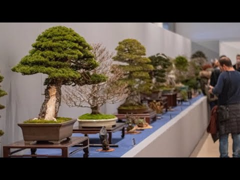 Exhibition Spanish Bonsai Union 2020 #4