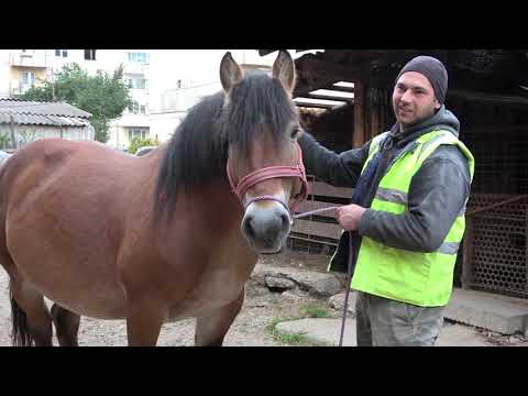 Iepele lui Csabi de la Floresti, Cluj - 2021 Nou!!!