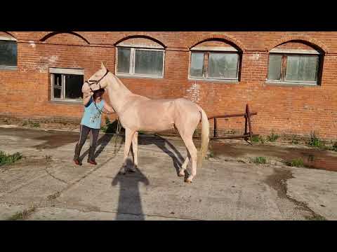 , title : 'Продаётся Ахалтекинский жеребец Akhal-Teke stallion for sale https://akhaltekellc.com'