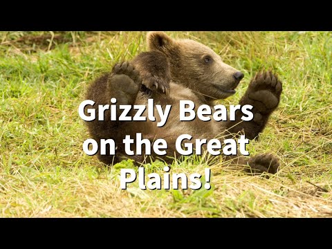 History Of Grizzly Bears On The Great Plains!