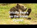 History Of Grizzly Bears On The Great Plains