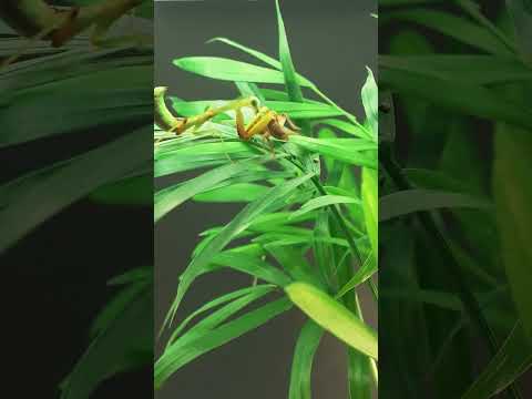 Giant Rainforest Mantis Eating Cricket - Hierodula majuscula