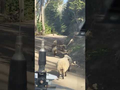 Ovejas en el camino a Villa Traful #patagonia (pcia Neuquén, Argentina)