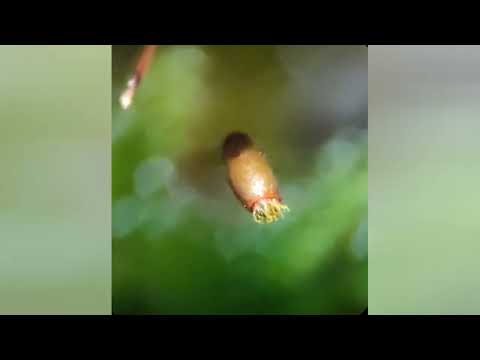 Opening of Sporogon (Peristom) - Hypnum cupressiforme (Bryophyta)