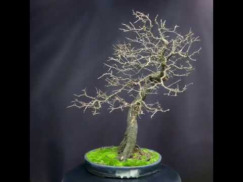 ‘Moving Image’ of my Prunus spinosa/Blackthorn bonsai after winter pruning.