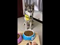 Tik Tok Hay II Những Khoảnh Khắc đáng Yêu Lầy Lội IIĐộng Vật
