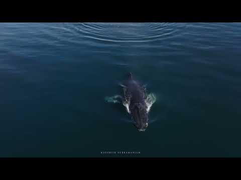 Humpback Whale Breathing thumbnail