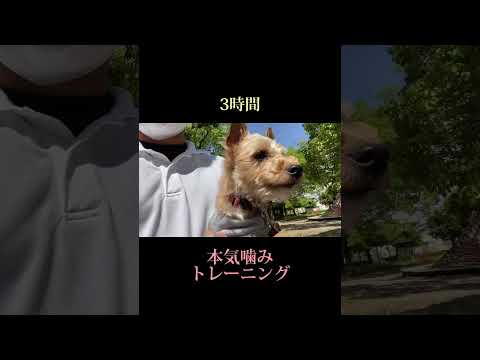 ヨークシャーを訓練するためのヒント