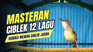 Download lagu CIBLEK KRISTAL Gacor Ngebren 12 Variasi Mewah Untuk MASTERAN BURUNG Ciblek Semi dan Pancingan CIBLEK mp3