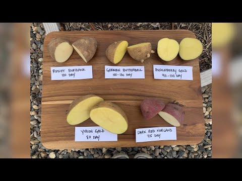 Planting 5 Varieties of Potatoes! 🥔👩‍🌾// Garden...