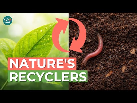 Was wäre, wenn die Zersetzer verschwänden? Folgendes würde passieren.