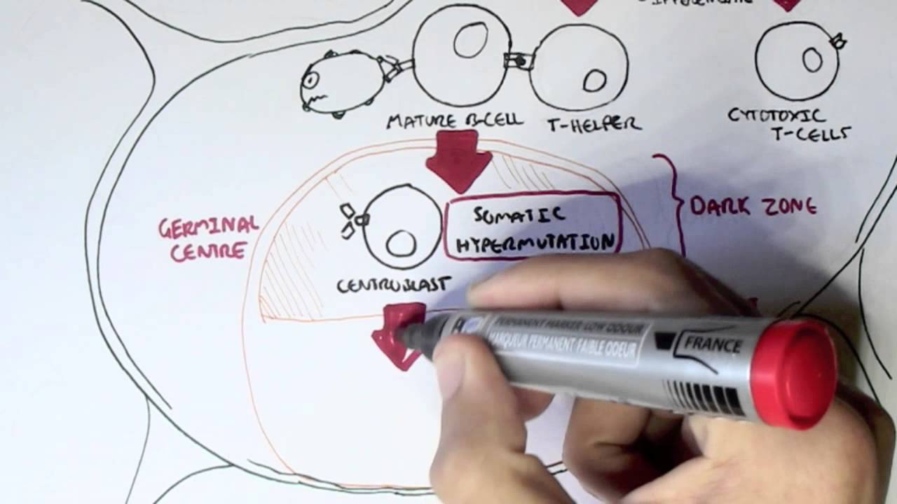 Immunology - Antibody (BCR) and TCR Diversity