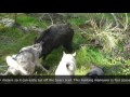 West Siberian Laika English Subtitles Wild Boar Hunting In Spain