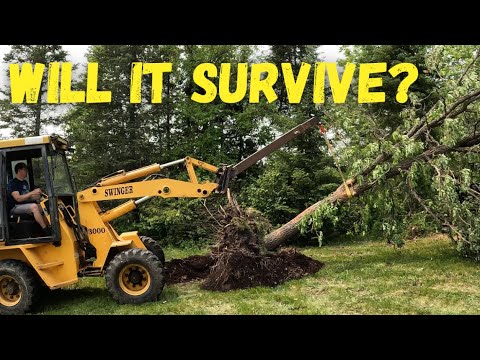 Moving and Replanting a 4000 pound 30 foot tall oak tree!
