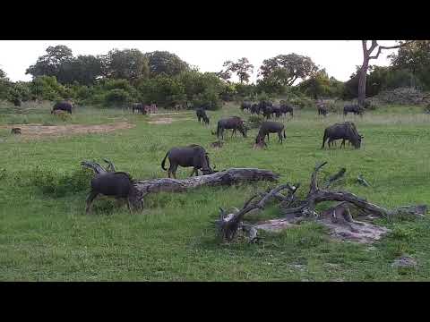 Djuma: Wildebeests, Impalas and Egyptian Geese - 18:16 - 01/15/2020