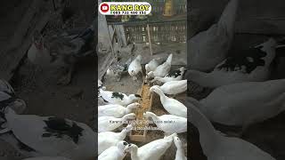 Download lagu Muscovy Duck Health Needs to be Watched During the Transition Season ❗ #animals #pets #shorts #du... mp3
