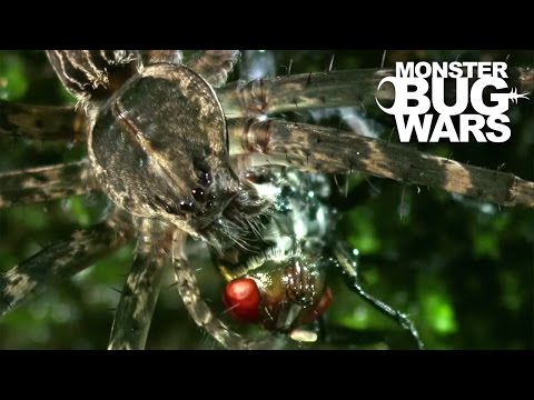 Water Spider Vs Water Strider | MONSTER BUG WARS