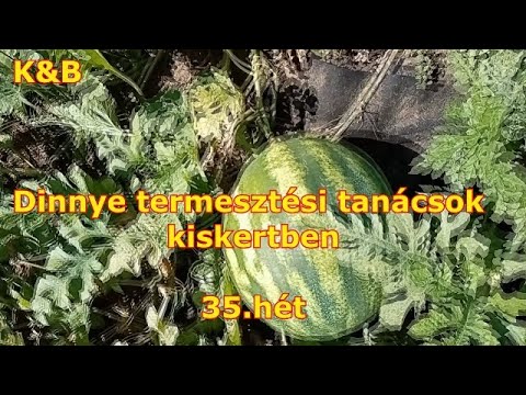 férgek az emberek nyers húsából a paraziták ártalma