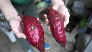 【田舎】焼き芋してみた　roasted sweet potato in japan.