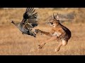 Caracal The Big Cat With Superpowers