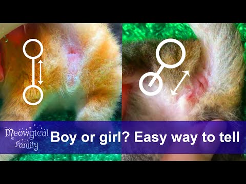 How to tell if a kitten is female or male? Easy way! ☀️