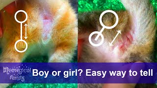 How to tell if a kitten is female or male? Easy way! ☀️