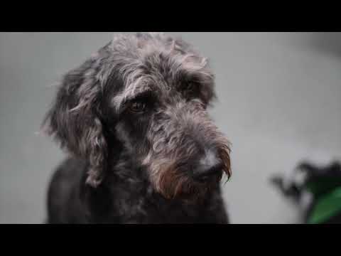 Welcome to Stayerland!