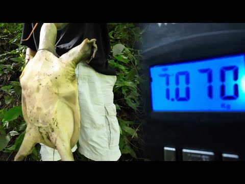 SE03EP176 Part 3 - BINALAGWIT na ang MGA AHAS PAGONG AT HITO ( 7 KG's ) San Pablo CIty, Laguna