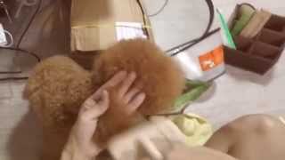 Amber Toy Poodle - Grooming Kenzo