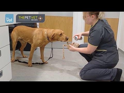 Muzzle training tips from a Pet Behaviourist
