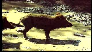 Audiovisual Parque Natural "Lago de Sanabria" (Parte 1/3)
