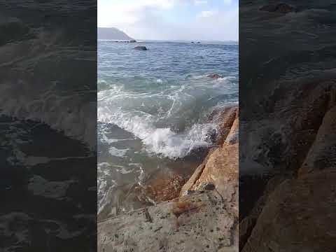 16h22 Sunday 10th August 2025 #favouritethings #scruffypuppet #watersedge