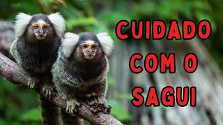 Por que você NUNCA deve alimentar o Sagui