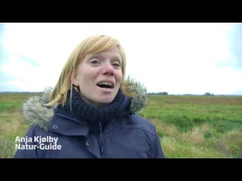 Naturschauspiel  "Schwarze Sonne" mit Millionen Zugvögeln