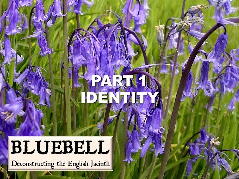 BLUEBELL deconstructing the English Jacinth. Part 1: Identity