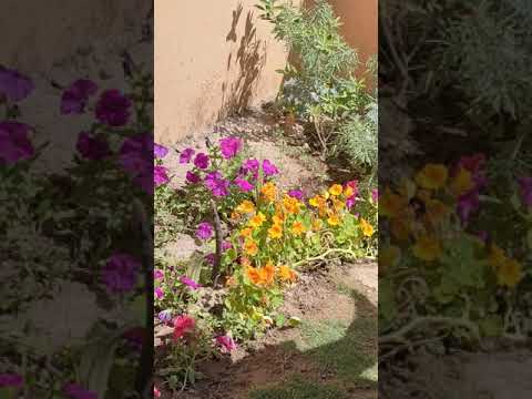 Flowers at my home lawn..