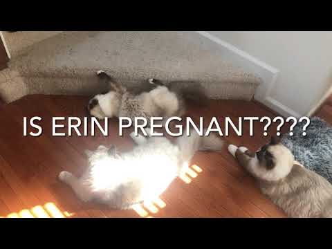 Is My Ragdoll Cat Pregnant?? (Seal Point Mitted Female Ragdoll 11 months old)
