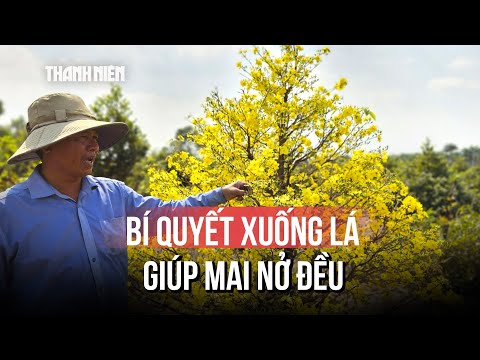 Nông dân làng mai vàng Bình Lợi vào vụ xuống lá, chuẩn bị mai Tết 2026