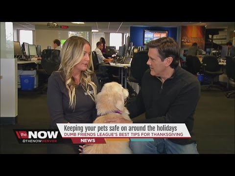 This tips will keep your dog safe and healthy on Thanksgiving