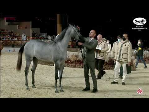N 56 MALIHA AL NASSER   Katara Int  Arabian Peninsula Horse Show 2022   Fillies 2 Years Old Class 2A