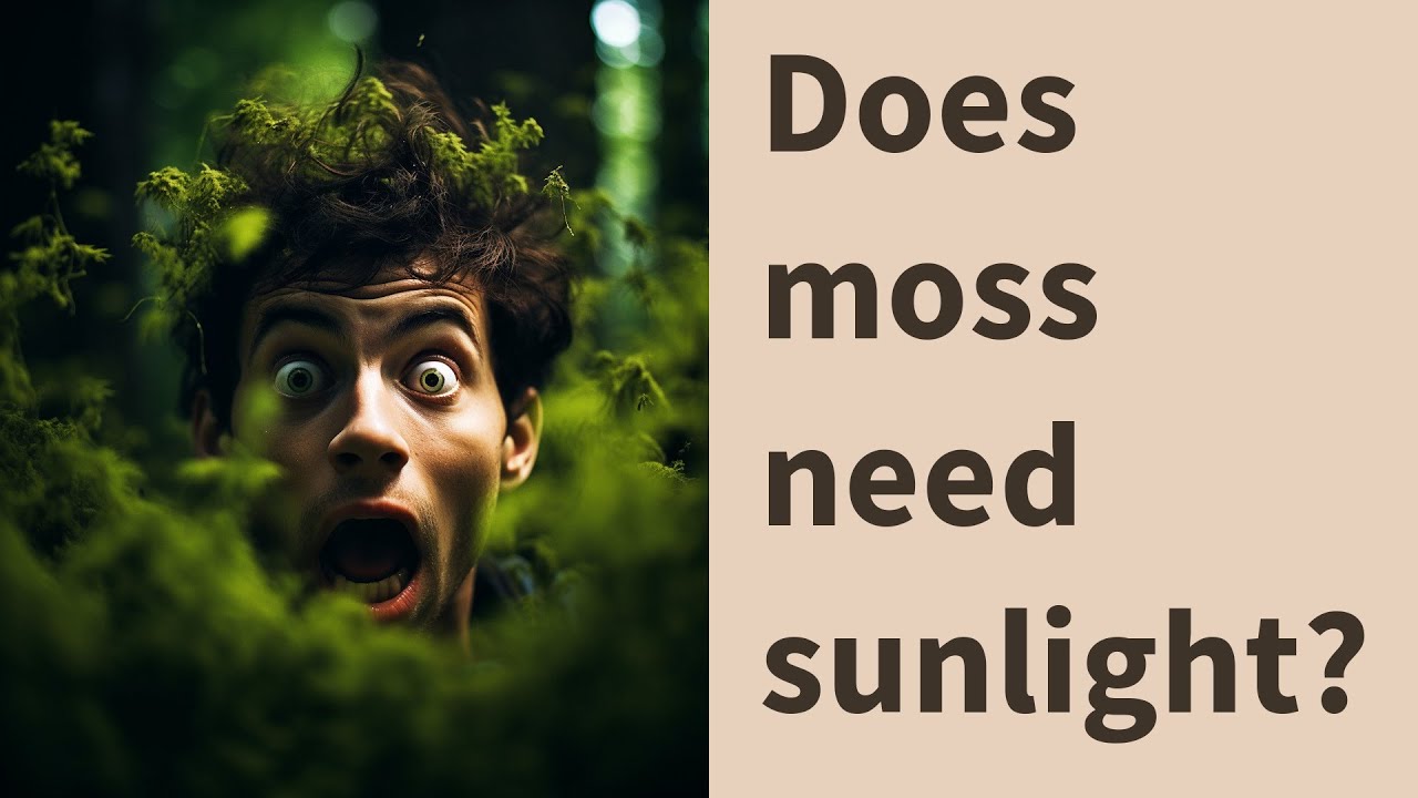 Does Moss need sunlight?