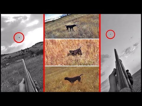 CODORNICES y TORTOLAS en Media Veda ¡ESPECTACULAR!