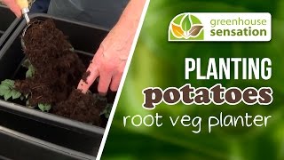 Sowing Courgette Seeds